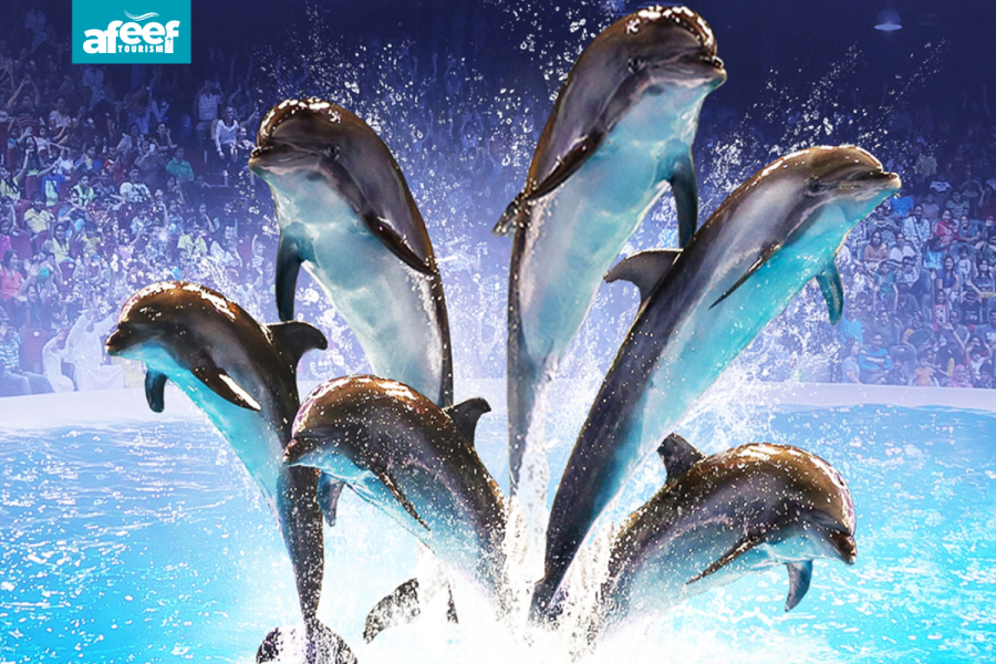 Dolphin and Seal Show – Regular Ticket | Dubai Dolphinarium